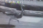 落跑鴕鳥(niǎo)穿鬧市7次撞車(chē)