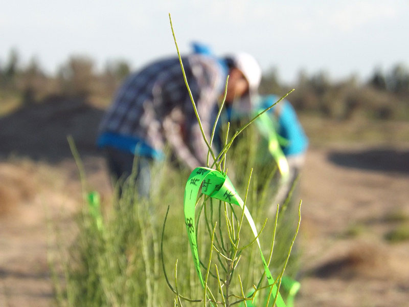 7��14����������ҁ��������֌���ٛ�ߵľG�z��ϵ��������������ͽz����ꖹ����ҫ���W���Gɫ�Ĺ�â��