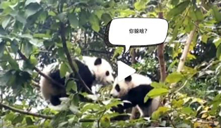 LL̫ɐˣСȫ̡ĸЦ