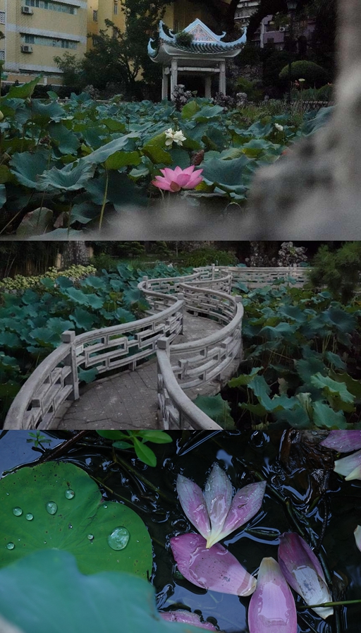 盧廉若公園。人民網(wǎng) 唐佳 攝