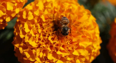 墨西哥：採收萬壽菊 迎接亡靈節(jié)