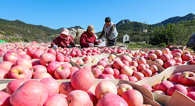 山東乳山:蘋果喜豐收