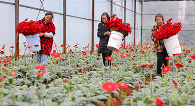 貴州玉屏:非洲菊綻放“美麗經(jīng)濟(jì)”