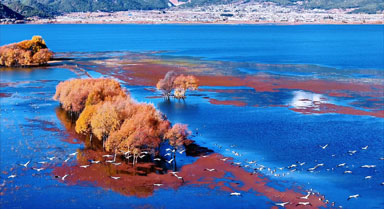 冬日麗江拉市海：湖畔浮光 鶴影共舞